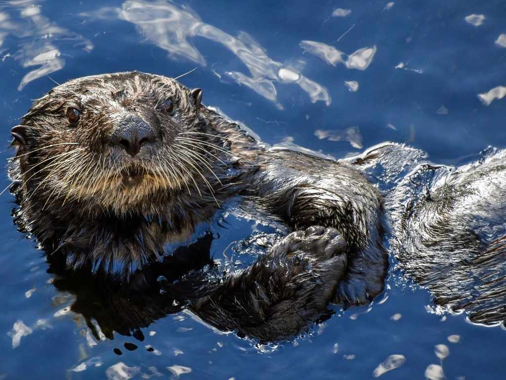 Déversements d'huile et loutres de mer : Comprendre la menace et les solutions
