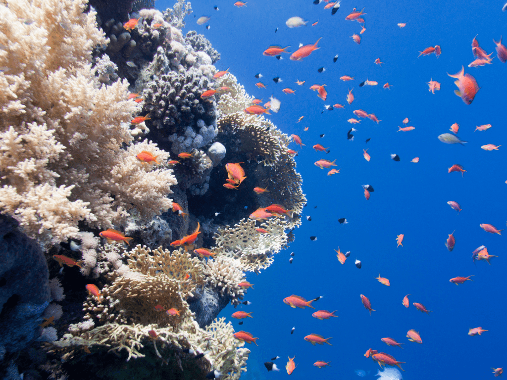 La pollution marine et son impact sur les écosystèmes océaniques