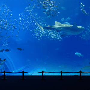 Aquarium Marin vs. Aquarium Récifal : Comprendre les Différences